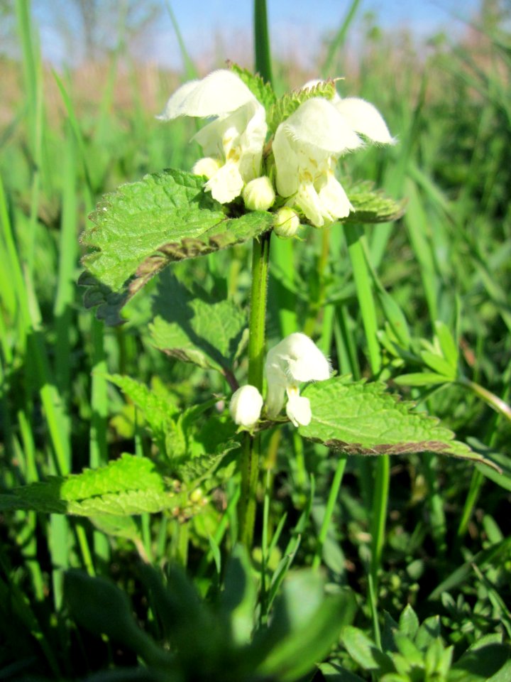 20130424Lamium_album5