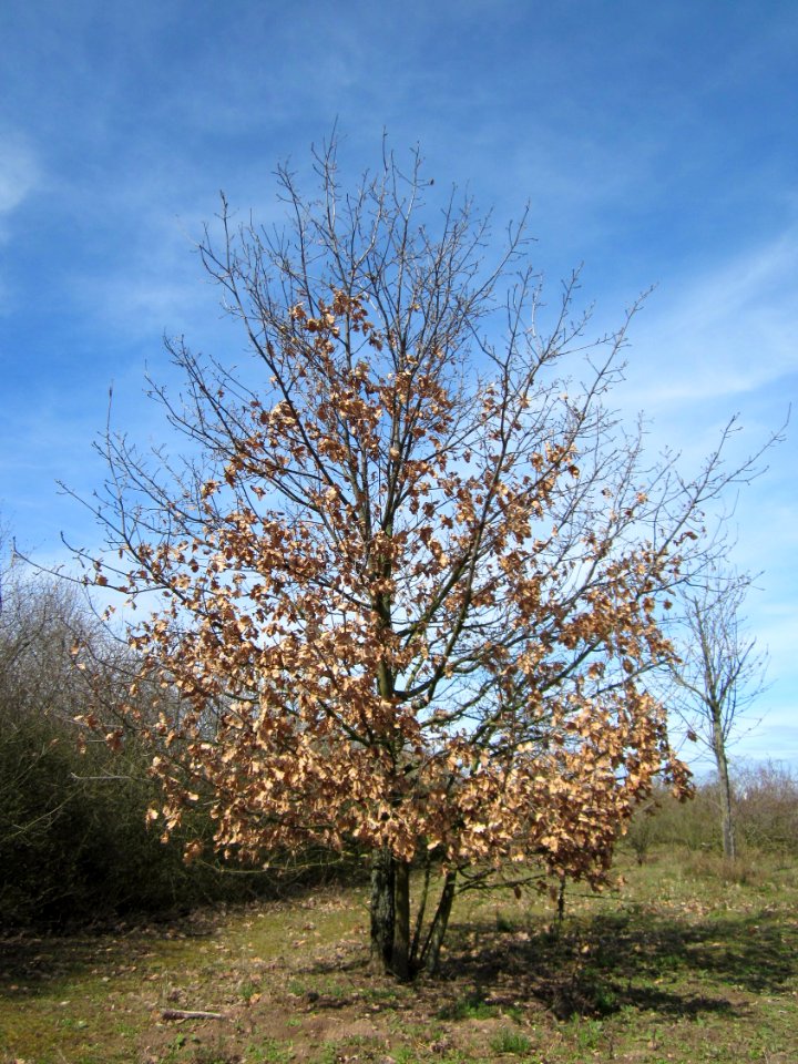 20130414Eiche_Reilingen