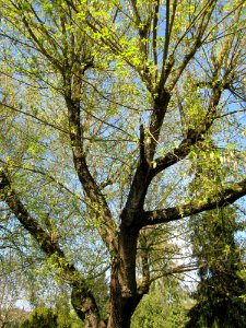 20130423Eschenahorn_Friedhof_Hockenheim2
