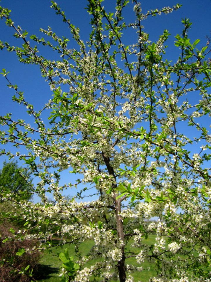 20130424Schlehdorn_Hockenheim01
