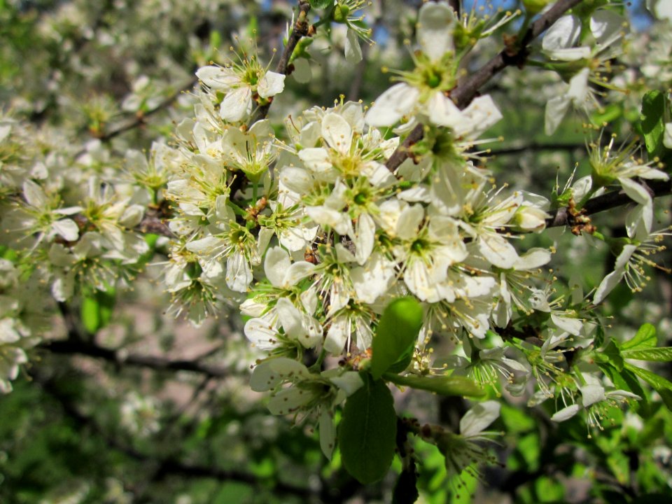 20130424Schlehdorn_Hockenheim02