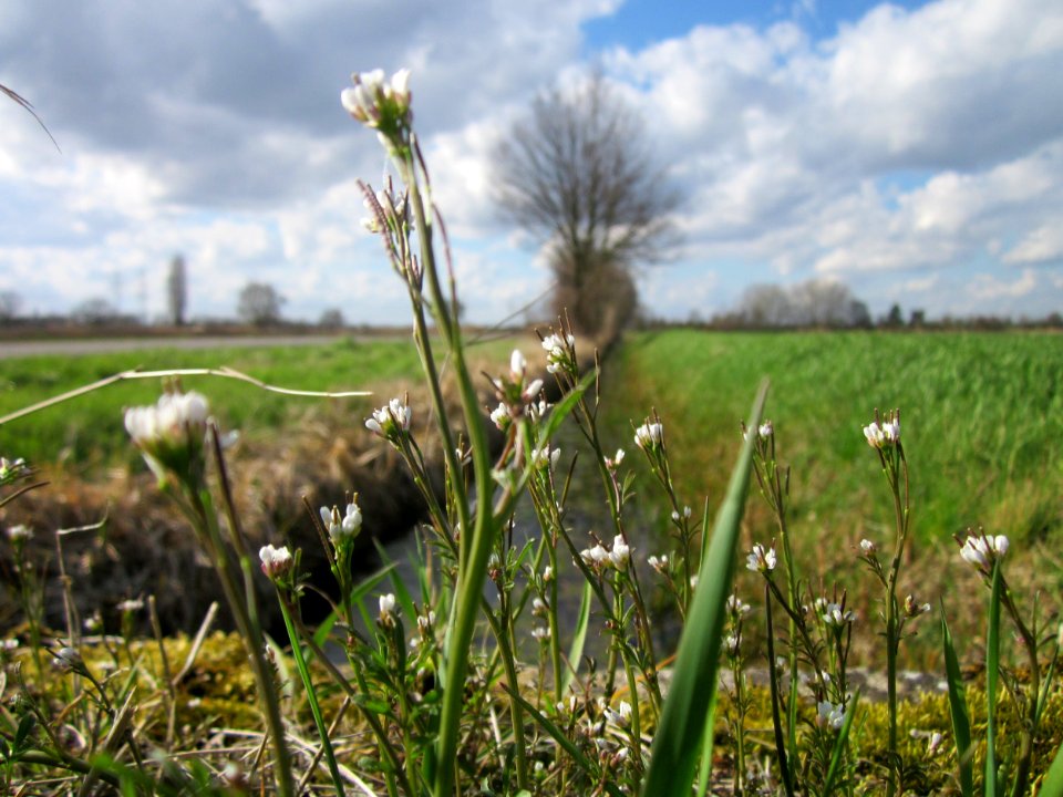 20130413Schaumkraut_Hockenheim3