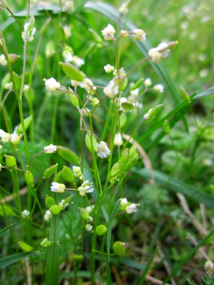 20130421Draba_verna2
