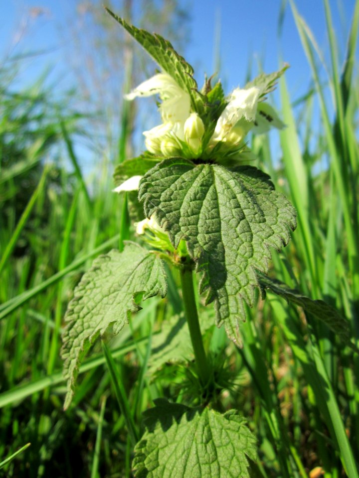 20130424Lamium_album4