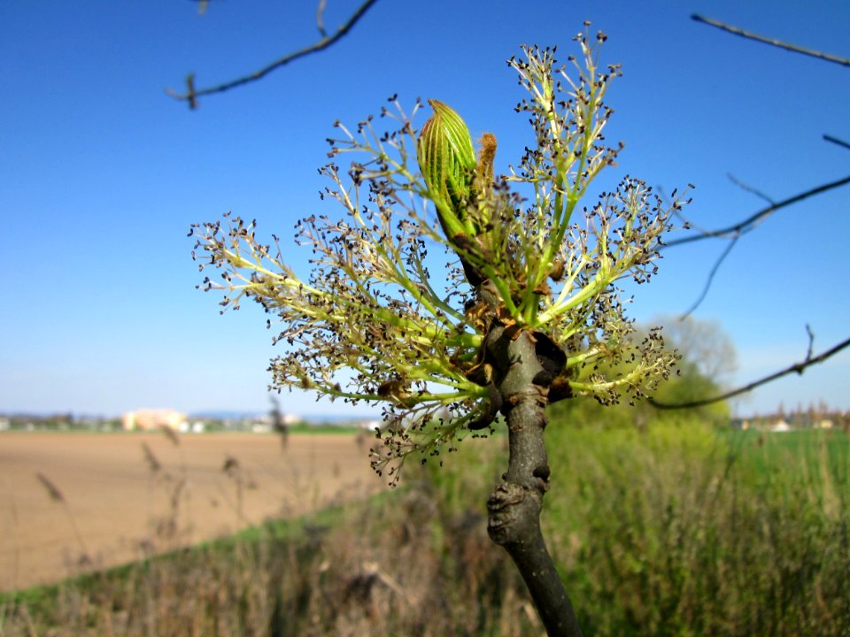 20130424Esche_Hockenheim07