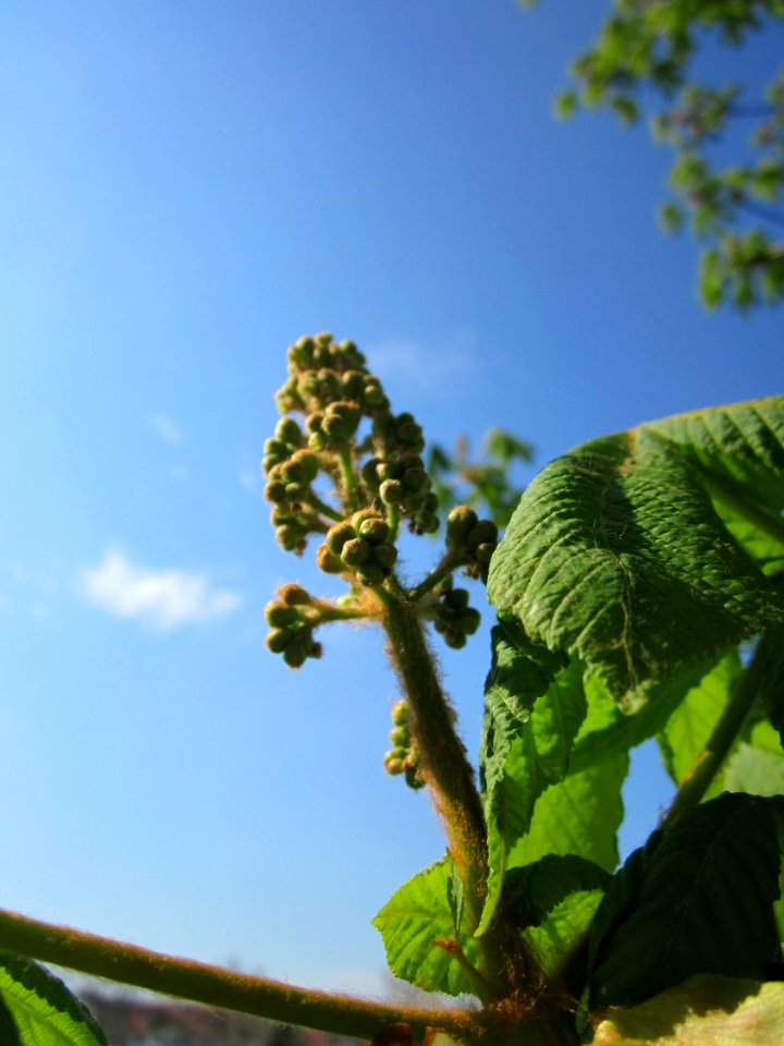 20130423Rosskastanie_Hockenheim08