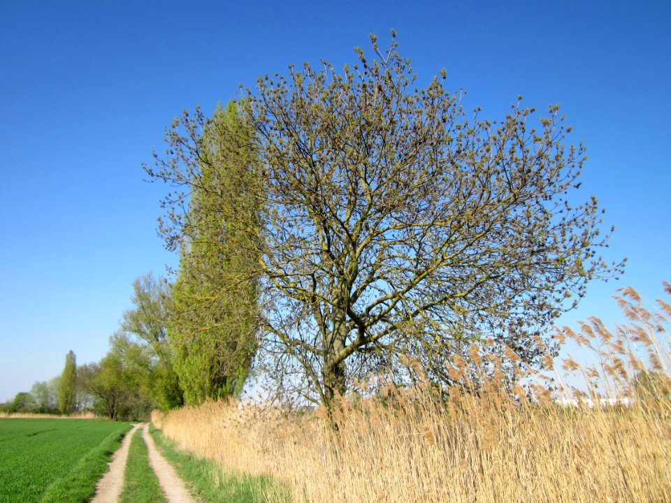 20130424Esche_Hockenheim19