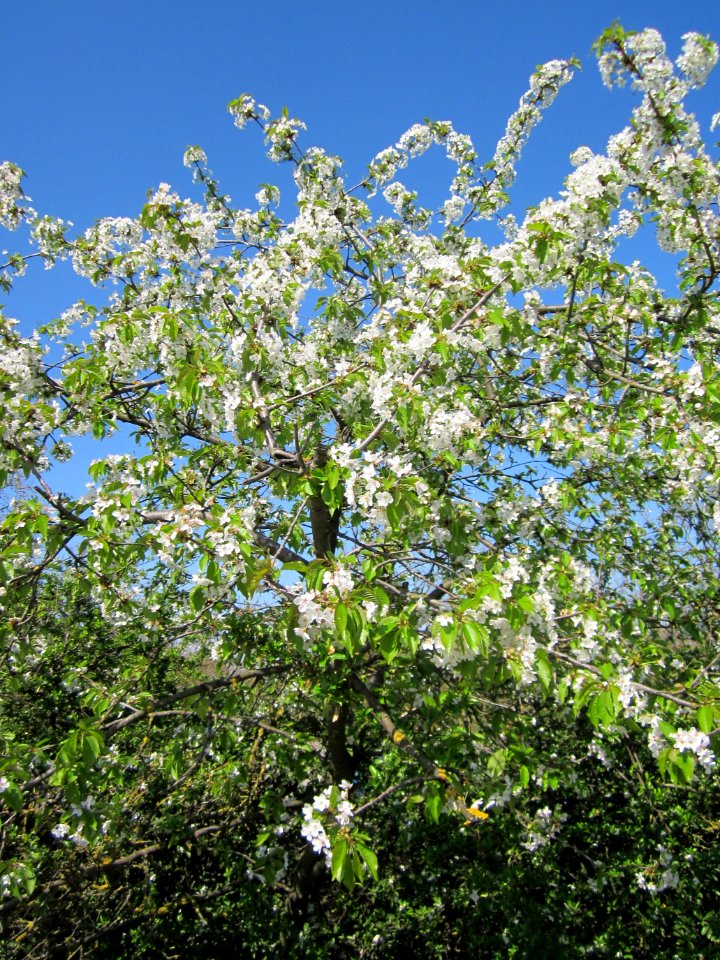 20130424Kirsche_Hockenheim1