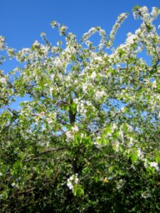 20130424Kirsche_Hockenheim1