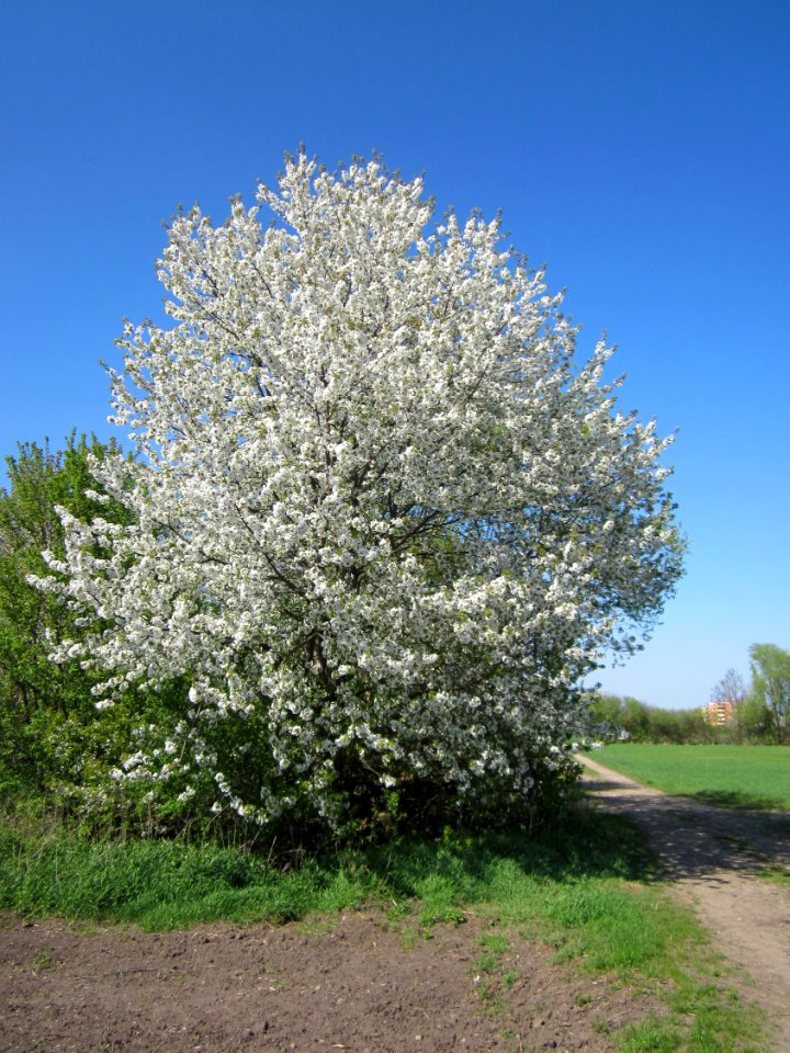 20130424Kirsche_Hockenheim5