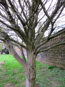 20130420Carpinus_betulus_quercifolia_Staden1