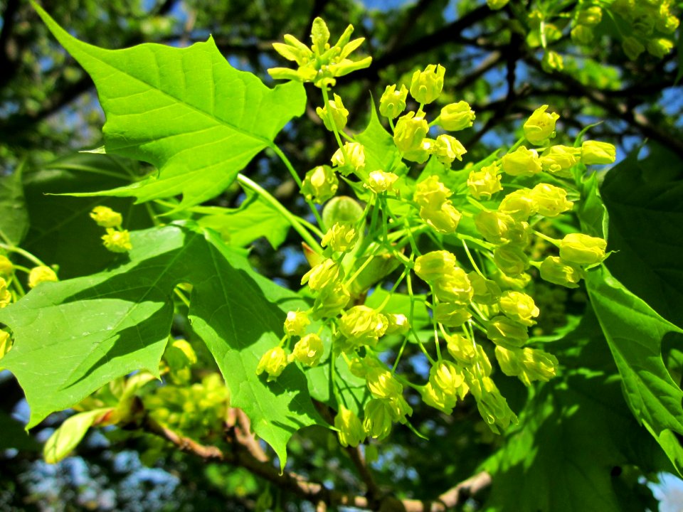 20130424Ahorn_Hockenheim4
