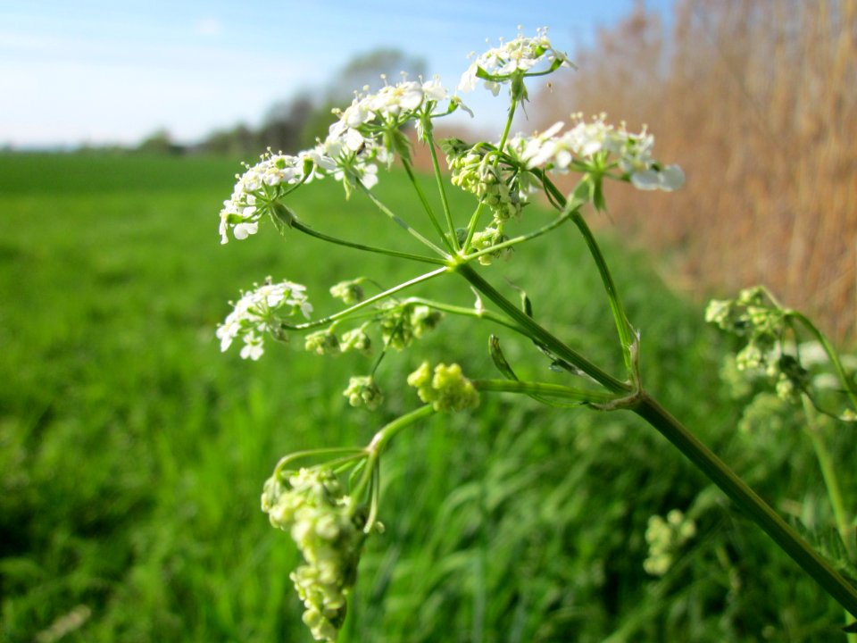 20130424Kaelberkropf_Kotlachgraben4