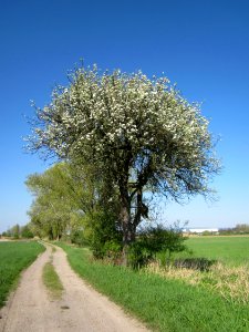 20130424Birne_Hockenheim8