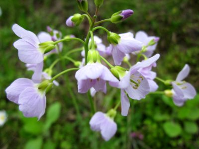 20130421Cardamine_pratensis1
