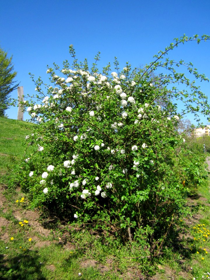 20130424Schneeball_Gartenschaupark_Hockenheim1