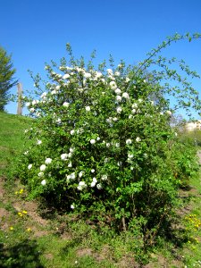 20130424Schneeball_Gartenschaupark_Hockenheim1
