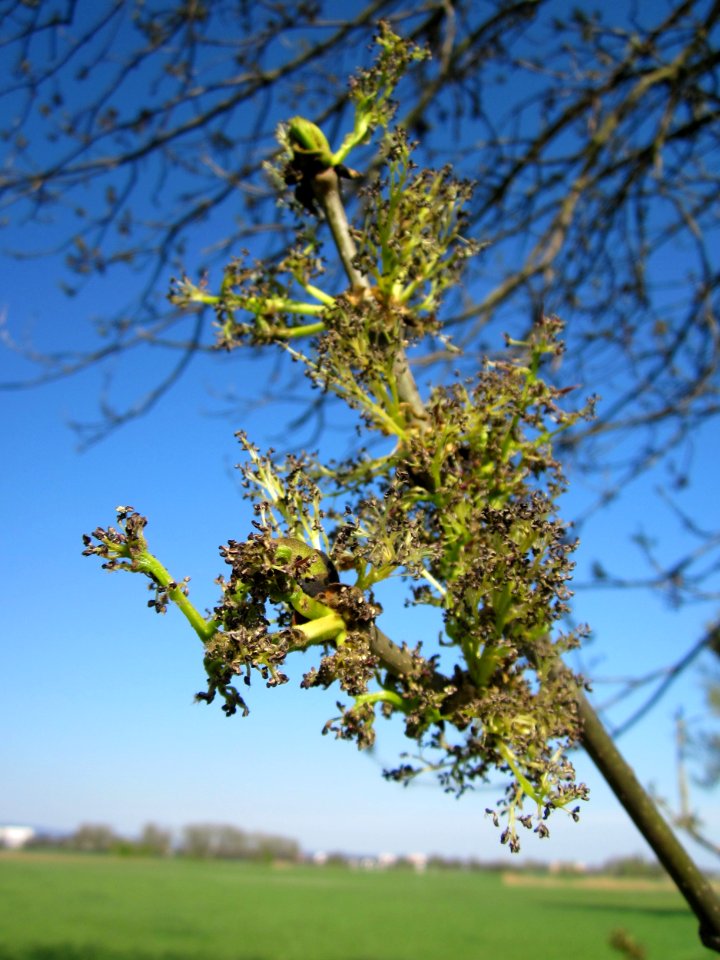 20130424Esche_Hockenheim13