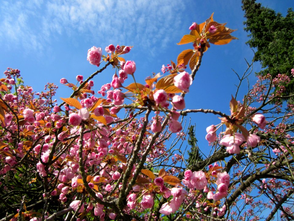 20130423Zierkirsche_Friedhof_Hockenheim2