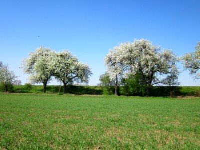 20130424Birne_Hockenheim1