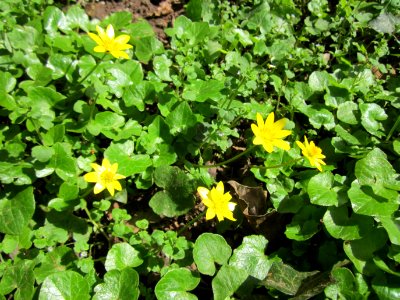 20130417Scharbockskraut_Saarbruecken1