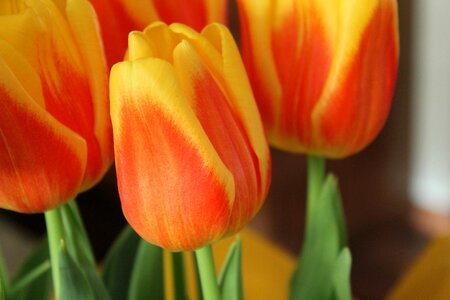 Nature floral colorful