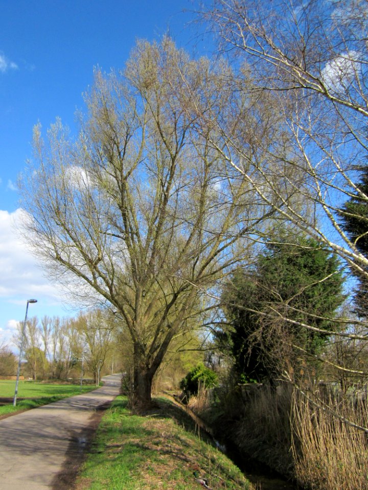 20130413Silberweide_Hockenheim01