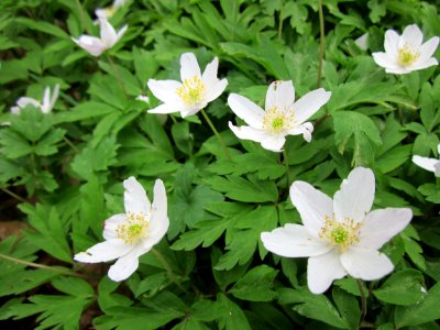 20130418Buschwindroeschen_Orscholz2
