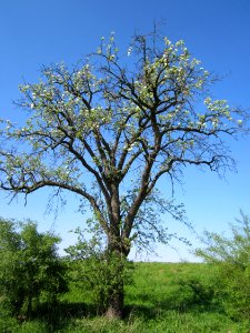 20130424Birne_Hockenheim7