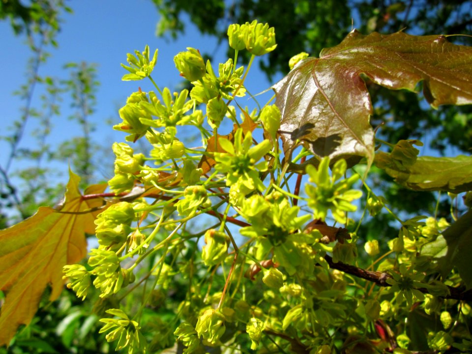 20130424Ahorn_Hockenheim5
