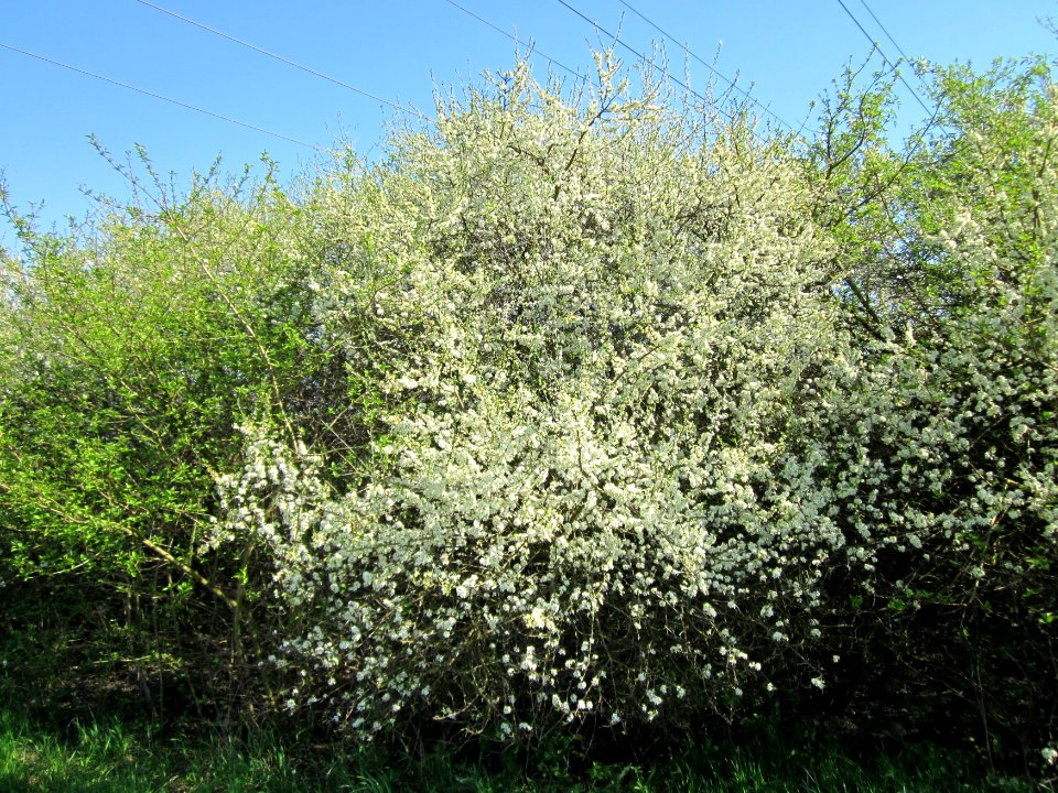 20130424Schlehdorn_Hockenheim03