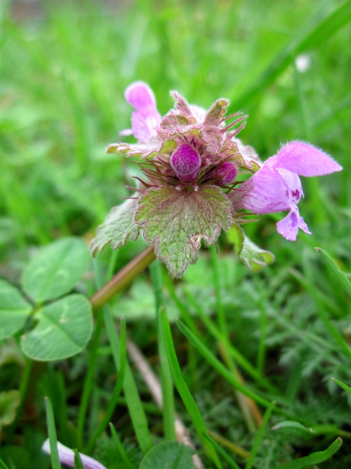 20130421Lamium_purpureum2