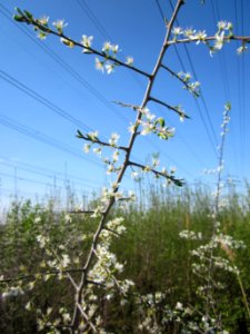 20130424Schlehdorn_Hockenheim07