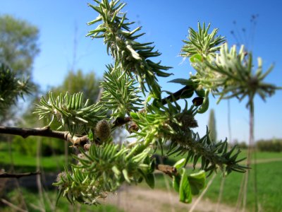 20130424Salix_cinerea05