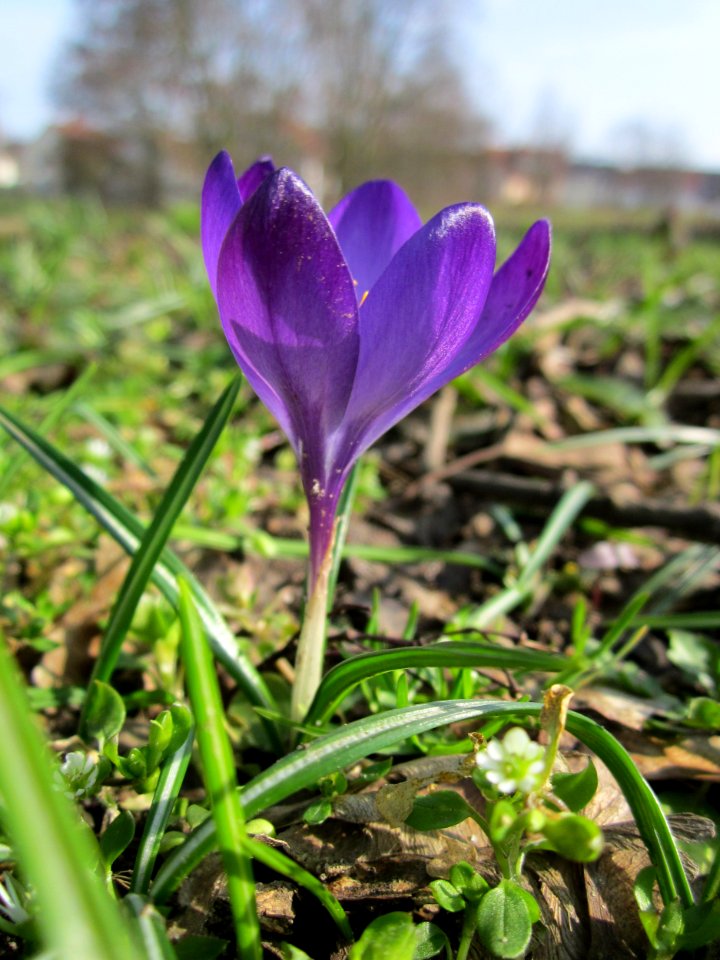 20130322Crocus_tommasinianus4