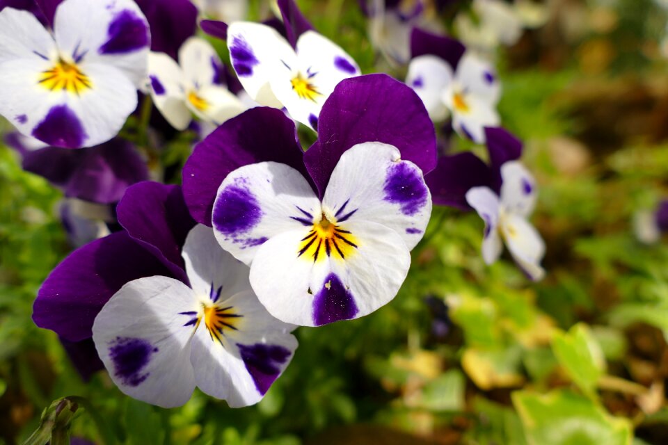Thoughts flowers nature