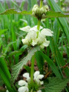 20130420Taubnessel_Saarbruecken1