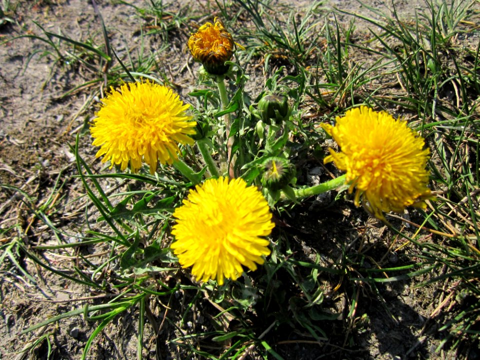 20130424Loewenzahn_Hockenheim
