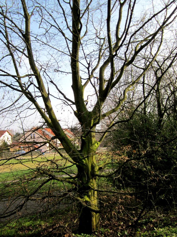 20130322Hainbuche_Hockenheim04