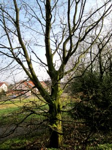 20130322Hainbuche_Hockenheim04