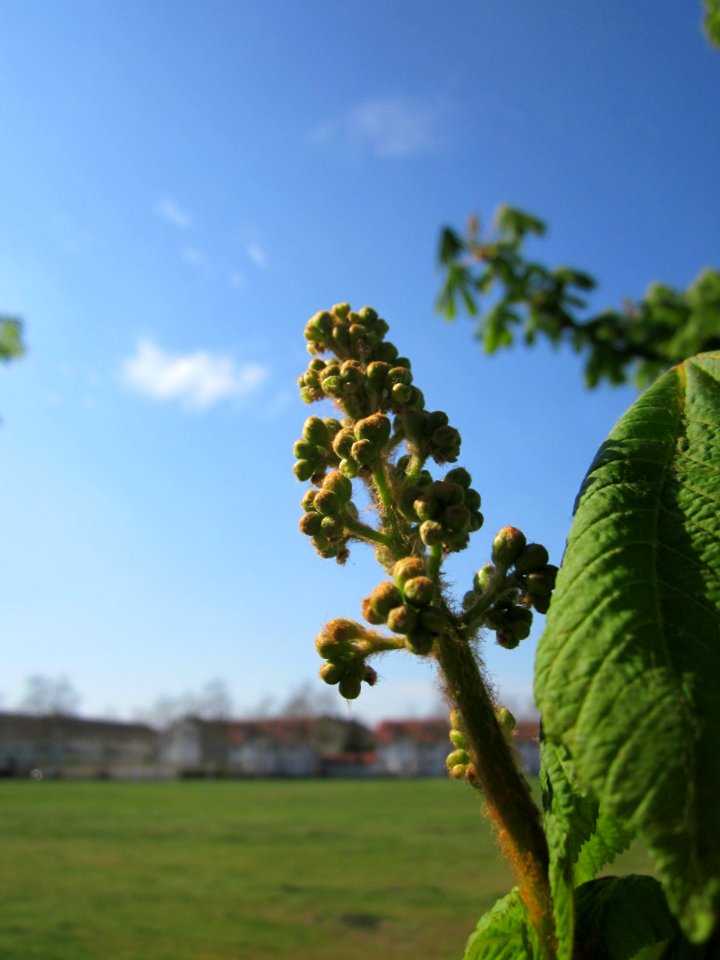 20130423Rosskastanie_Hockenheim09