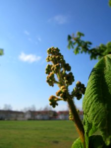 20130423Rosskastanie_Hockenheim09
