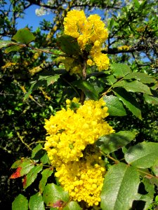 20130424Mahonie_Hockenheim1