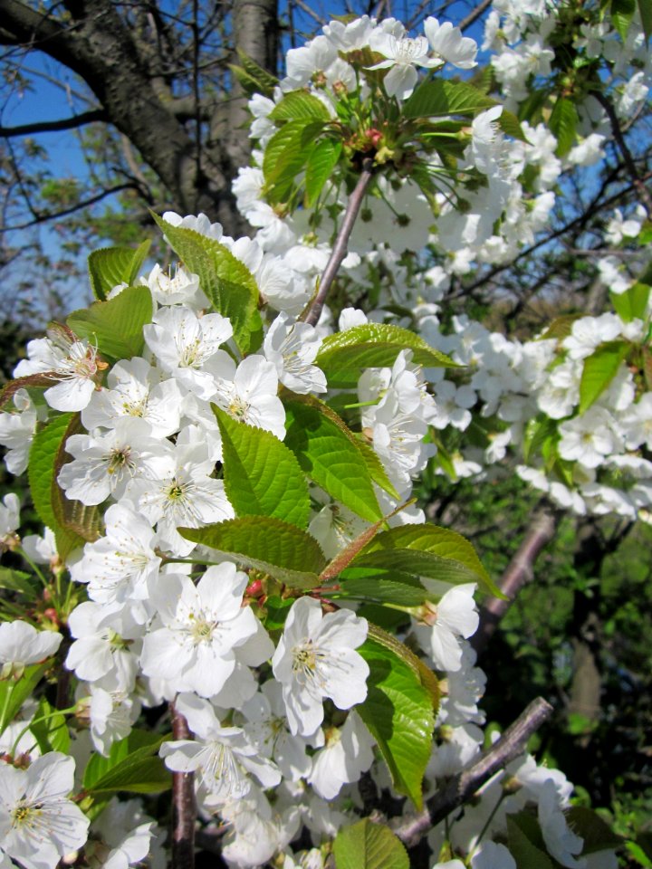20130424Kirsche_Hockenheim3