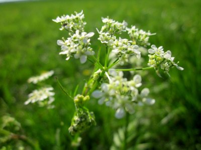 20130424Kaelberkropf_Kotlachgraben3