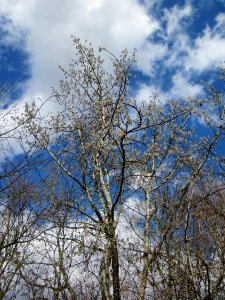 20130413Zitterpappel_Hockenheim1