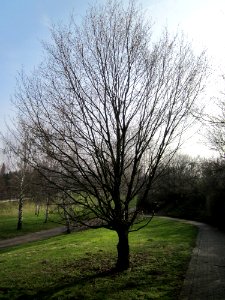 20130322Hainbuche_Hockenheim02
