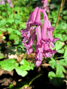 20130414Corydalis_solida4