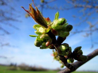 20130414Kirsche_Neulussheim1