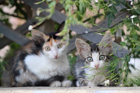 Greece chios animals